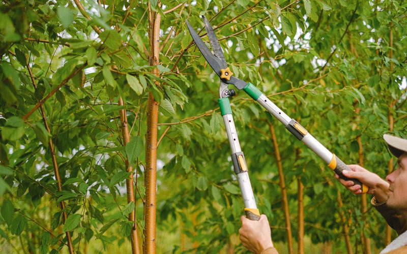 Tree trimming in Wyalusing, PA